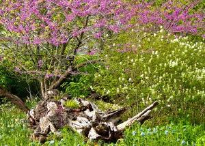 flowering trees with stump